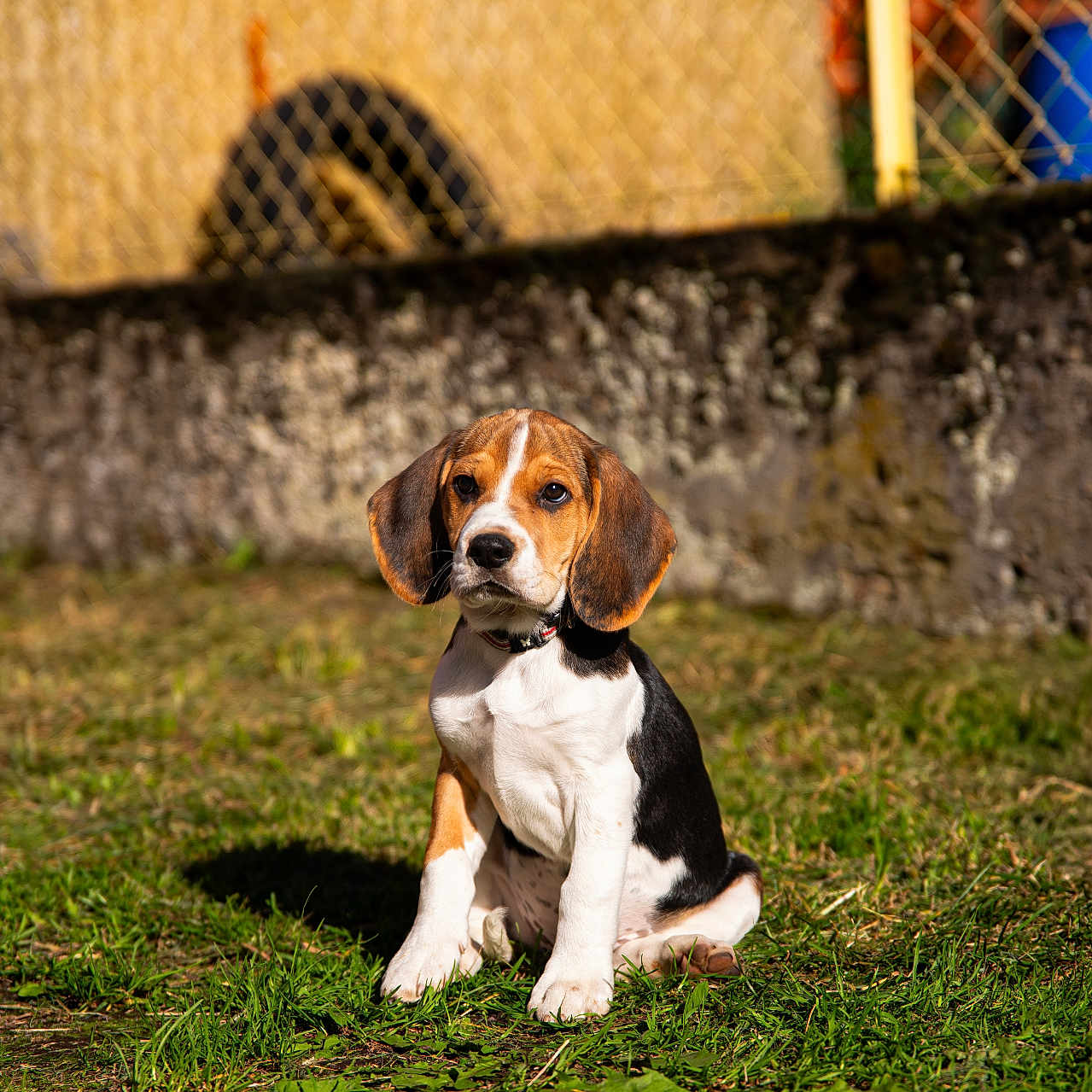 Virgule participe au concours pour gagner de l'argent avec cette photo : alloywheel, animal, beagle, canine, car, countryside, dog, grass, hound, lawn, machine, nature, outdoors, person, pet, plant, pointer, puppy, straw, wheel
