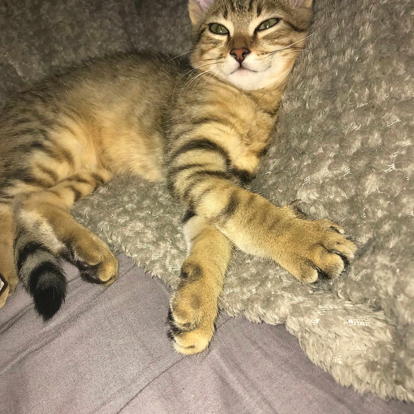 Dobby participe au concours pour gagner de l'argent avec cette photo : abyssinian, animal, bed, bedroom, blanket, cat, couch, cushion, egyptiancat, electronics, furniture, hardware, homedecor, indoors, kitten, manx, person, pet, room, sleeping