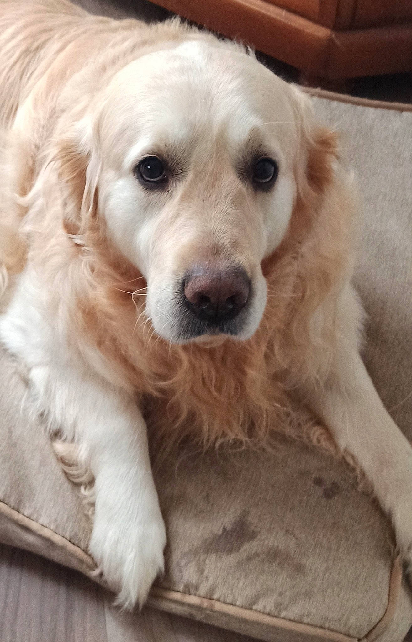 Joker participe au concours pour gagner de l'argent avec cette photo : canidae, carnivore, companion_dog, dog, dog_breed, ear, fur, gun_dog, snout, sporting_group, whiskers