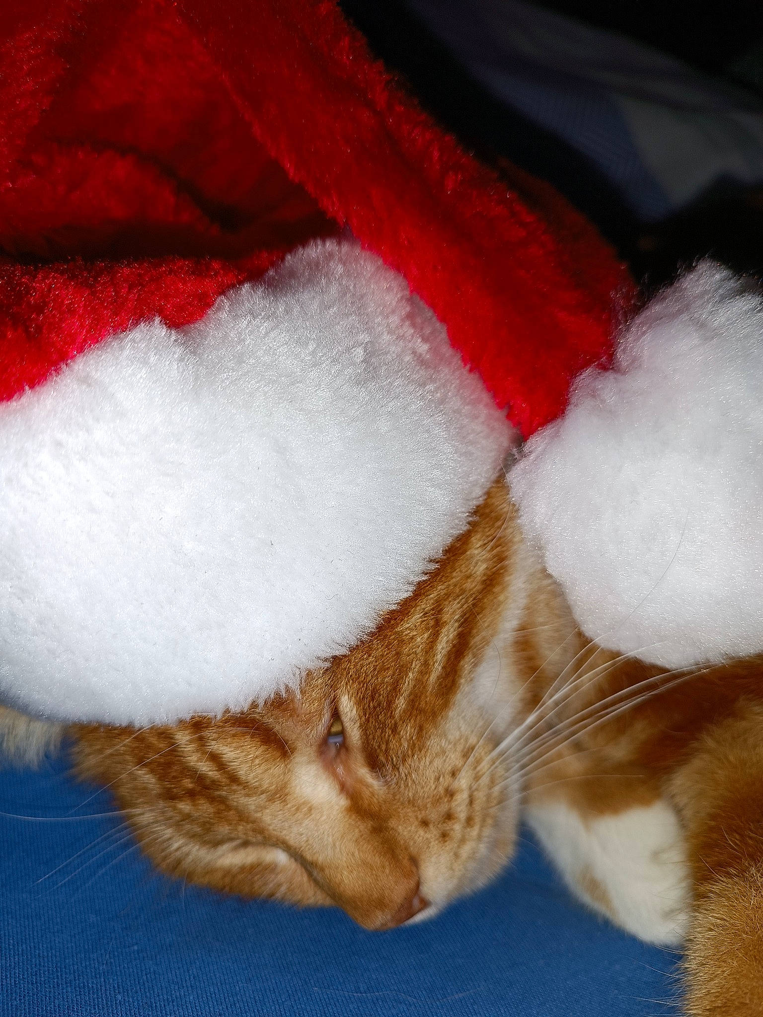 Fripon participe au concours pour gagner de l'argent avec cette photo : carmine, carnivore, cat, claw, domestic_short_haired_cat, fawn, felidae, foot, fur, fur_clothing, human_leg, orange, paw, peach, small_to_medium_sized_cats, tail, textile, thread, whiskers, wool