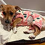 Macy is registered to the contest to win money with this photo: animal, blanket, brown, canine, clothing, cozy, cute, dog, fleece, floor, indoor, looking_up, paw, pet, pink, puppy, resting, small_dog, white, wooden_floor