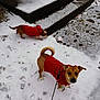 animal, brown_dog, canine, cold_weather, concrete, curious, dog, fur, leash, outdoor, paw_prints, pet, playful, red_sweater, sidewalk, small_dog, snow, steps, walking, winter