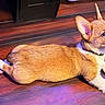 Benito joined the competition — help win amazing prizes! dog, puppy, corgi, lying_down, wooden_floor, indoor, pet, animal, ears, alert, curious, cute, fur, collar, small_dog, flooring, domestic_animal, canine, mammal, resting