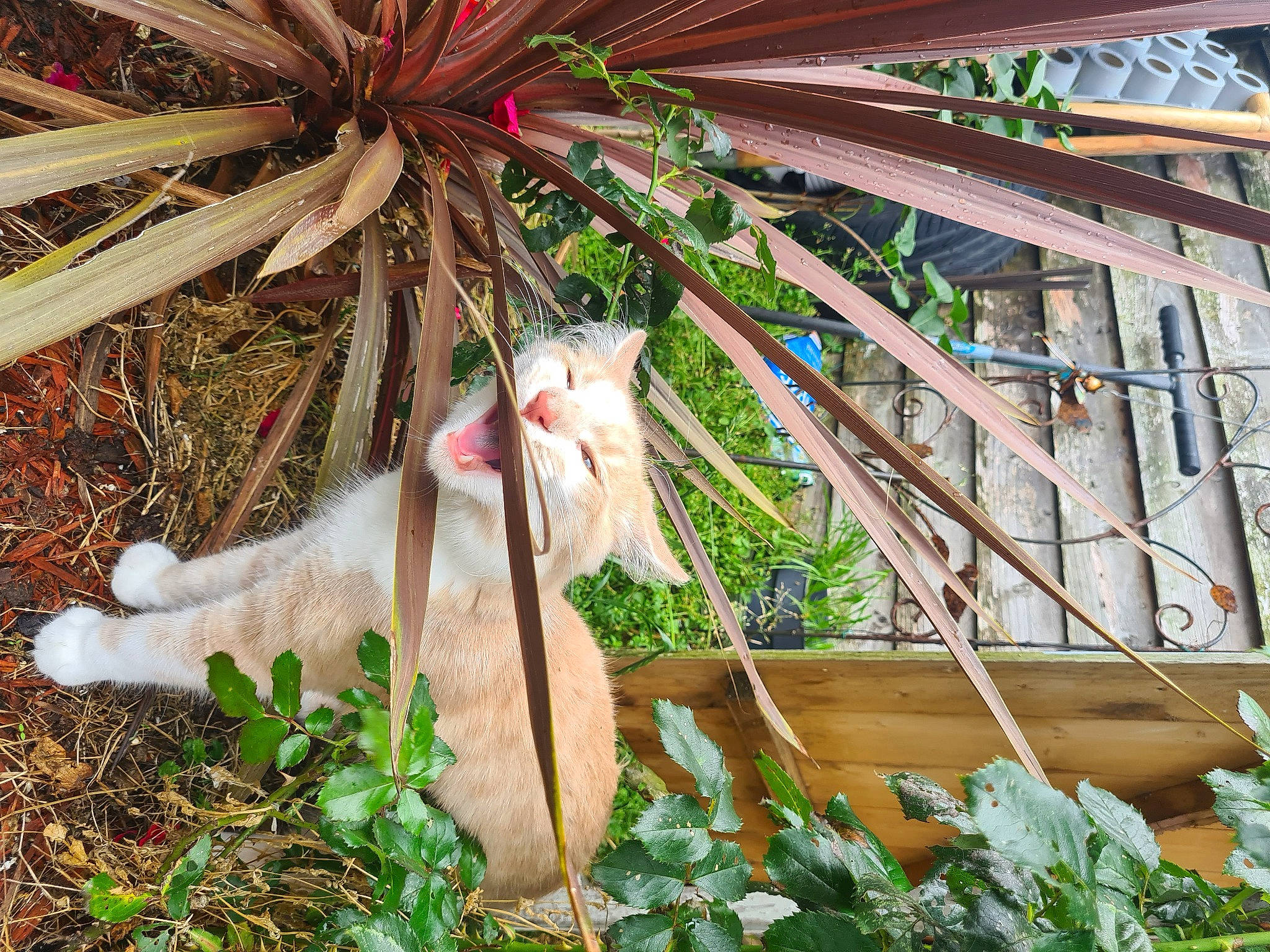 Albie is registered to the contest to win money with this photo: arecales, building, carnivore, cat, event, fawn, felidae, fur, grass, house, leisure, organism, plant, small_to_medium_sized_cats, tail, terrestrial_animal, terrestrial_plant, twig, whiskers, wood