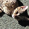 Neo joined the competition — help win amazing prizes! cat, tabby, feline, pet, animal, sunlight, shadow, carpet, fur, whiskers, ears, closeup, texture, indoor, relaxed, cute, laying, eyes, portrait, domestic