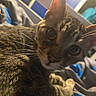Neo joined the competition — help win amazing prizes! cat, tabby_cat, pet, whiskers, fur, indoor, bed, blanket, curious, animal, closeup, face, ears, eyes, furniture, cozy, domestic, resting, soft_lighting, home