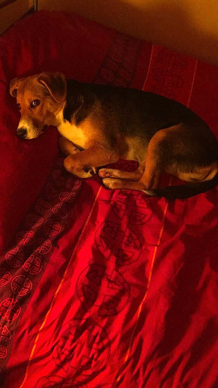 Nelly participe au concours pour gagner de l'argent avec cette photo : blanket, canidae, carnivore, comfort, companion_dog, dog, dog_breed, dog_supply, fur, linens, mammal, paw, pet_supply, sleep, snout, sporting_group, tail, vertebrate, working_animal, working_dog