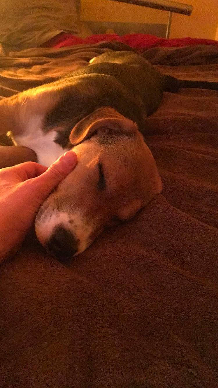 Nelly participe au concours pour gagner de l'argent avec cette photo : bed, canidae, carnivore, comfort, companion_dog, dog, dog_breed, dog_supply, foot, hardwood, linens, nap, non_sporting_group, sleep, snout, sporting_group, wood_flooring, wood_stain, working_animal, working_dog