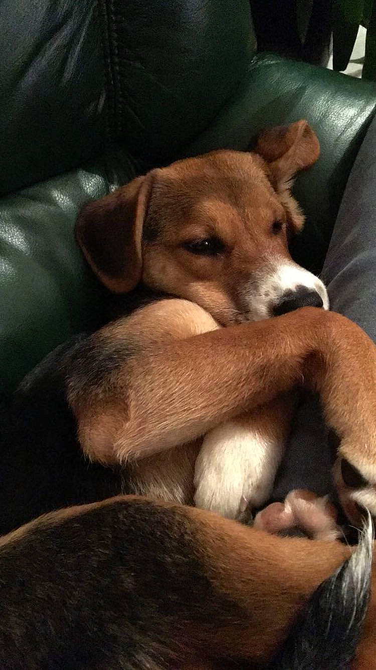 Nelly participe au concours pour gagner de l'argent avec cette photo : canidae, carnivore, comfort, companion_dog, couch, dog, dog_breed, fawn, fur, liver, living_room, paw, snout, sporting_group, working_animal, working_dog