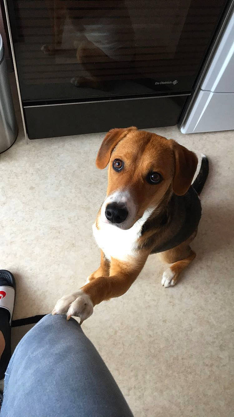 Nelly a rejoint le concours — aidez-le/la à gagner de superbes lots ! baggage, beagle, beaglier, canidae, carnivore, collar, comfort, companion_dog, dog, dog_breed, fawn, floor, flooring, hound, liver, pet_supply, snout, sporting_group, whiskers, working_animal