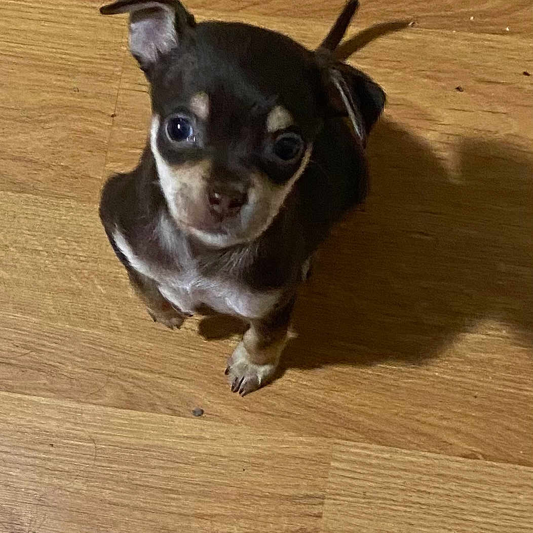 Cali is registered to the contest to win money with this photo: adorable, animal, brown_dog, canine, companion, curious, cute, dog, domestic_animal, ears, floor, fur, indoor, looking_up, pet, puppy, shadow, small_dog, wooden_floor, young_dog