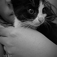 Gazoline a rejoint le concours — aidez-le/la à gagner de superbes lots ! animal, black_and_white, blurred_background, cat, close_up, curious, cute, face, feline, hand, holding, indoor, intimate, kitten, person, pet, portrait, soft_light, whiskers, young