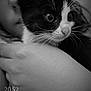 animal, black_and_white, blurred_background, cat, close_up, curious, cute, face, feline, hand, holding, indoor, intimate, kitten, person, pet, portrait, soft_light, whiskers, young