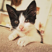 Gazoline participe au concours pour gagner de l'argent avec cette photo : kitten, cat, black_and_white, pet, cute, curious, animal, feline, young, indoor, blanket, soft, close_up, whiskers, ears, paws, home, cozy, portrait, fur