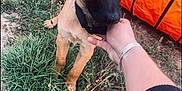 Aria participe au concours pour gagner de l'argent avec cette photo : animal, black_snout, canine, closeup, collar, curious, dog, field, friendship, grass, hand, nature, orange_tunnel, outdoor, person, pet, playing, puppy, summer, young_dog