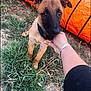 Aria participe au concours pour gagner de l'argent avec cette photo : puppy, dog, grass, hand, outdoor, collar, orange_tunnel, black_snout, person, playing, young_dog, nature, curious, pet, animal, field, summer, canine, closeup, friendship