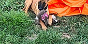Aria participe au concours pour gagner de l'argent avec cette photo : puppy, dog, grass, toy, stuffed_animal, orange_tunnel, outdoor, play, pet, animal, young_dog, nature, greenery, cute, relaxing, canine, fun, grass_patch, summer, daytime