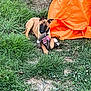 puppy, dog, grass, toy, stuffed_animal, orange_tunnel, outdoor, play, pet, animal, young_dog, nature, greenery, cute, relaxing, canine, fun, grass_patch, summer, daytime