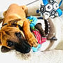 Aria a rejoint le concours — aidez-le/la à gagner de superbes lots ! puppy, dog, toy, plush_toy, blanket, playing, brown_dog, indoor, cute, pet, collar, soft_toy, soccer_ball, paw_print, relaxing, fur, animal, closeup, comfort, lying_down