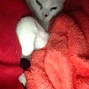 Pistache participe au concours pour gagner de l'argent avec cette photo :