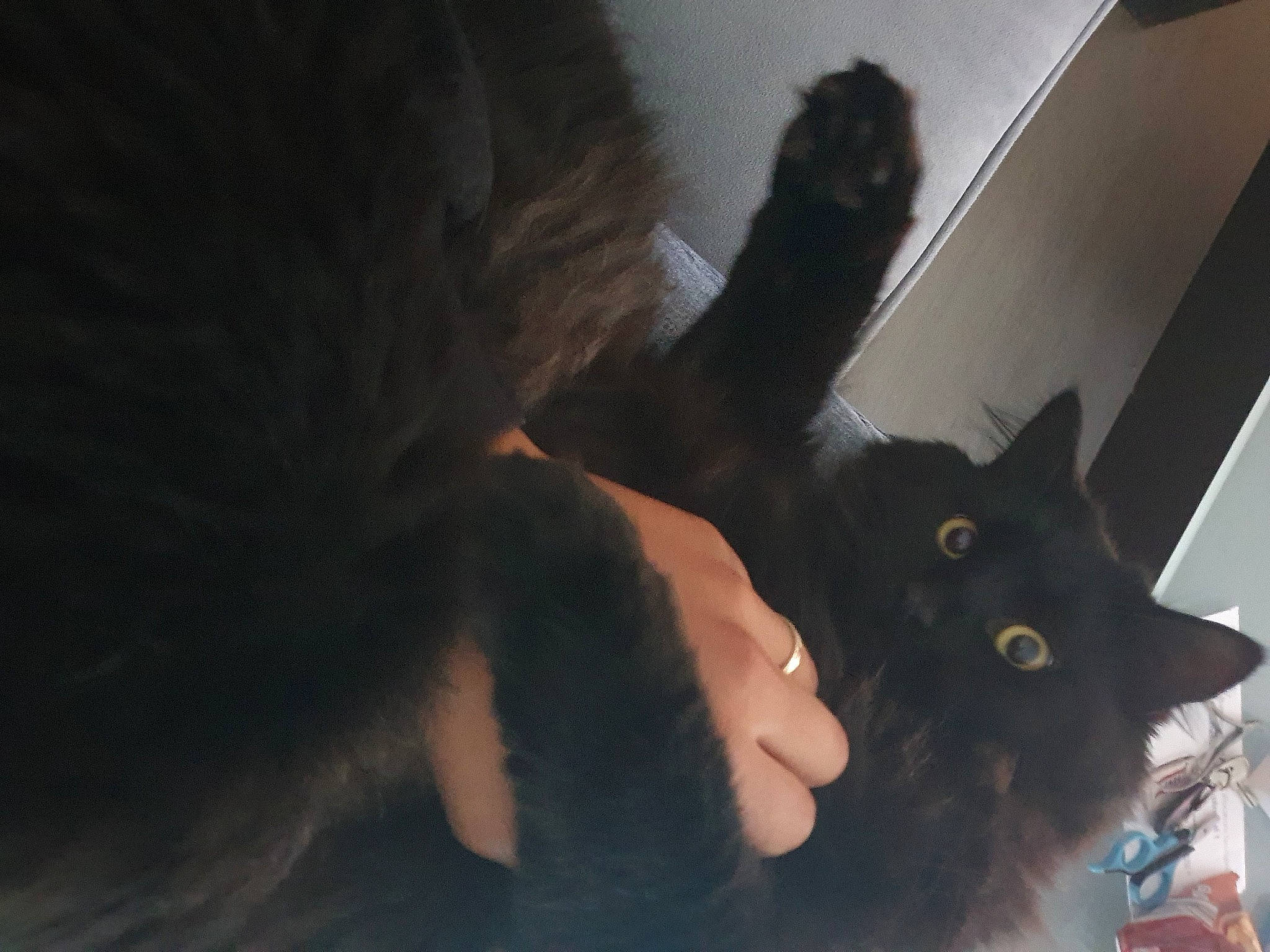 Tiamo a rejoint le concours — aidez-le/la à gagner de superbes lots ! black_cat, carnivore, cat, claw, comfort, domestic_short_haired_cat, ear, felidae, fur, gesture, human_leg, nail, paw, small_to_medium_sized_cats, snout, tail, whiskers