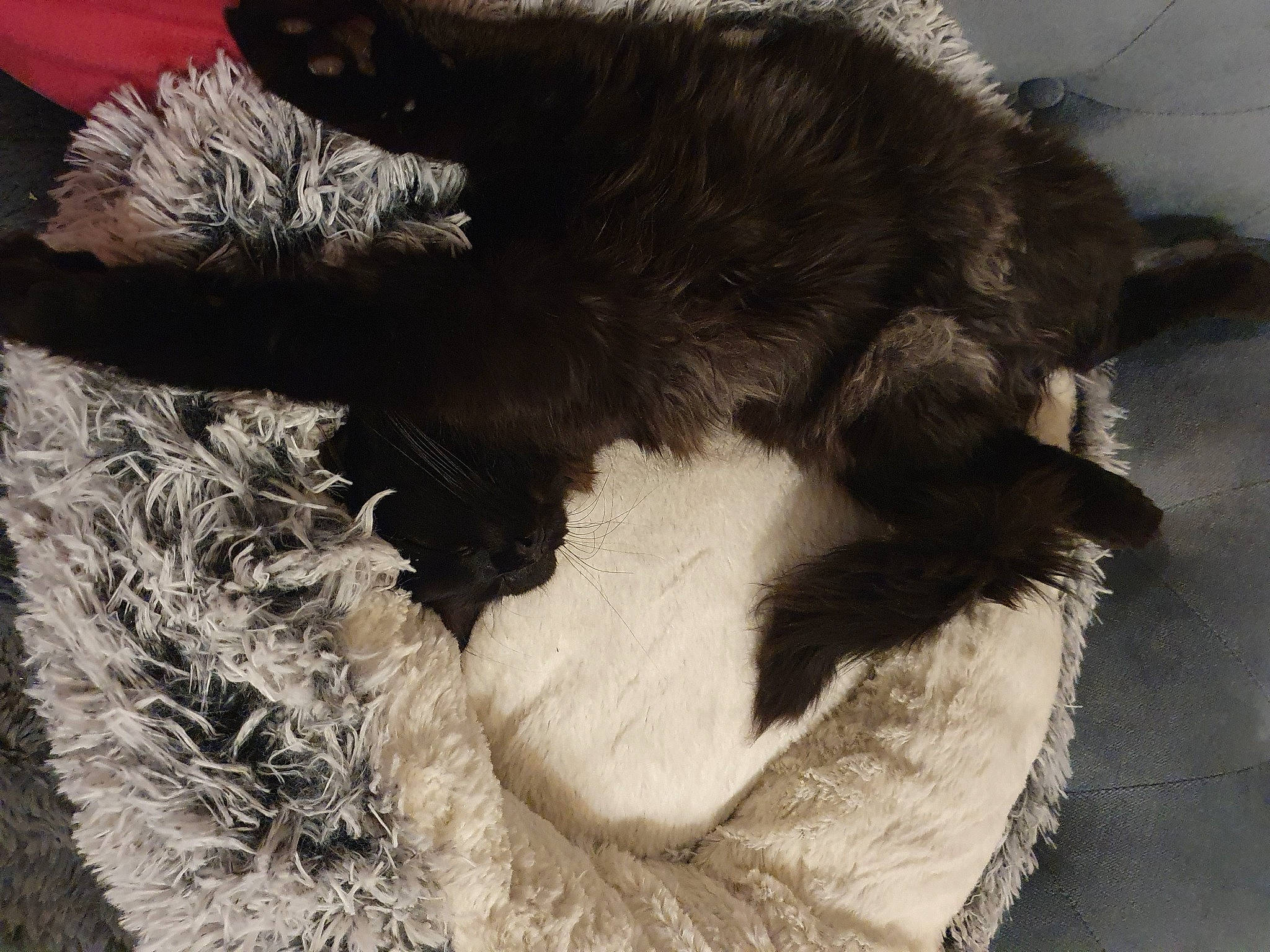 Tiamo participe au concours pour gagner de l'argent avec cette photo : canidae, carnivore, cat, claw, comfort, companion_dog, dog_breed, felidae, fur, monochrome_photography, nap, natural_material, paw, small_to_medium_sized_cats, snout, sporting_group, tail, terrestrial_animal, whiskers, working_animal