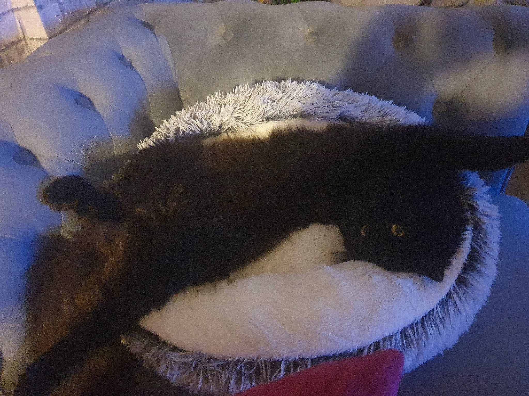 Tiamo participe au concours pour gagner de l'argent avec cette photo : carnivore, cat, cat_bed, cat_furniture, cat_supply, claw, comfort, domestic_short_haired_cat, fawn, felidae, fur, nap, small_to_medium_sized_cats, snout, tail, vertebrate, whiskers, window, winter, wool