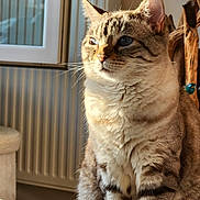 Plume a rejoint le concours — aidez-le/la à gagner de superbes lots ! cat, tabby_cat, indoor, sunlight, feline, pet, animal, whiskers, ears, fur, table, radiator, framed_photos, calm, sitting, closeup, portrait, domestic_cat, cozy, home