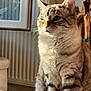 cat, tabby_cat, indoor, sunlight, feline, pet, animal, whiskers, ears, fur, table, radiator, framed_photos, calm, sitting, closeup, portrait, domestic_cat, cozy, home
