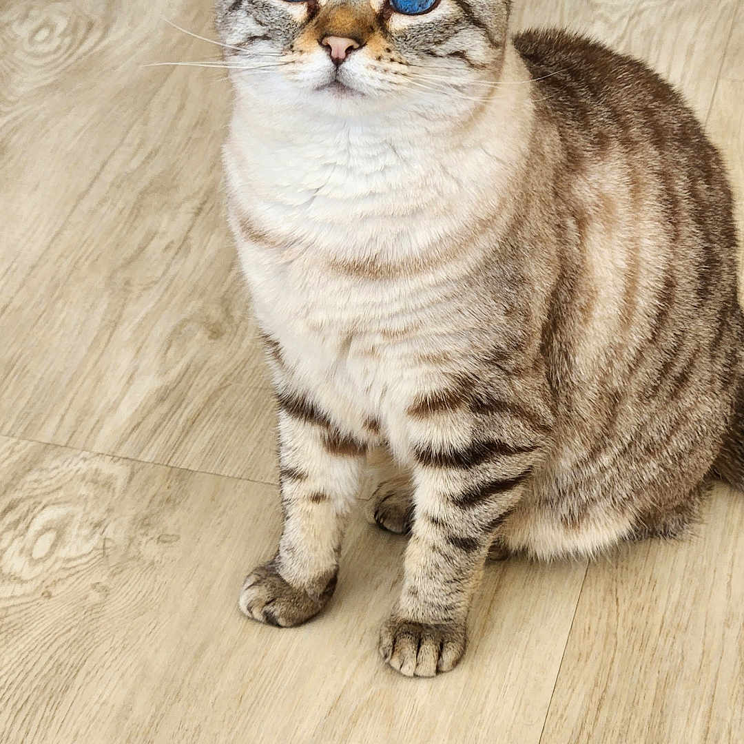 Plume a rejoint le concours — aidez-le/la à gagner de superbes lots ! animal, background, blue_eyes, cat, companion, cozy, cute, domestic, ears, feline, flooring, fur, indoor, paws, pet, pink_bed, sitting, tabby, whiskers, wooden_floor
