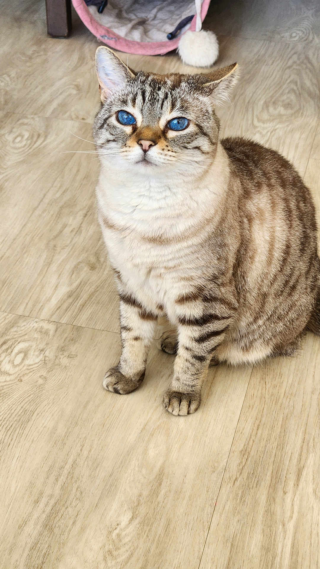 Plume a rejoint le concours — aidez-le/la à gagner de superbes lots ! cat, tabby, blue_eyes, pet, indoor, wooden_floor, animal, feline, cute, sitting, fur, whiskers, ears, paws, domestic, cozy, pink_bed, background, flooring, companion