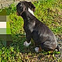 puppy, dog, grass, outdoor, black_coat, white_markings, stone_wall, sunlight, nature, pet, sitting, animal, young_dog, back_view, greenery, daylight, small_dog, fur, canine, ears