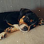 dog, sleeping, paw, black_and_tan, cute, resting, indoor, soft_surface, close_up, calm, peaceful, animal, pet, adorable, fur, relaxation, star_effect, cozy, portrait, companion