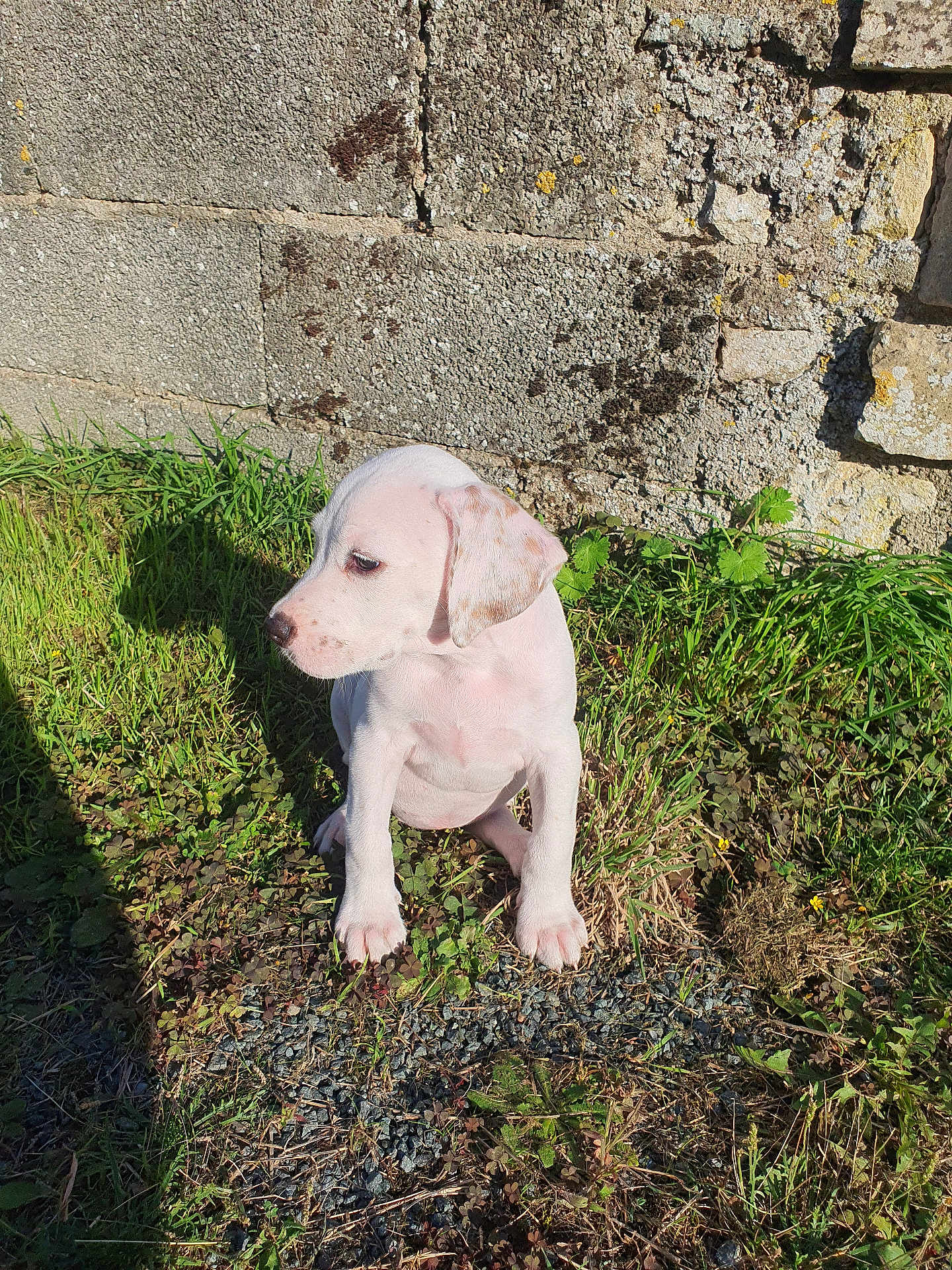 Alaïa participe au concours pour gagner de l'argent avec cette photo : puppy, dog, grass, stone_wall, outdoor, young_dog, sunlight, nature, pet, animal, curious, sitting, white_dog, spotted, small_dog, daylight, ground, leaf, shadow, cute
