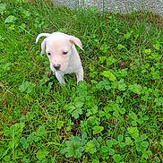 Alaïa participe au concours pour gagner de l'argent avec cette photo : puppy, dog, grass, greenery, nature, outdoor, young, animal, small, curious, clover, leaf, plant, stone_wall, ground, cute, pet, white_puppy, spot, ears