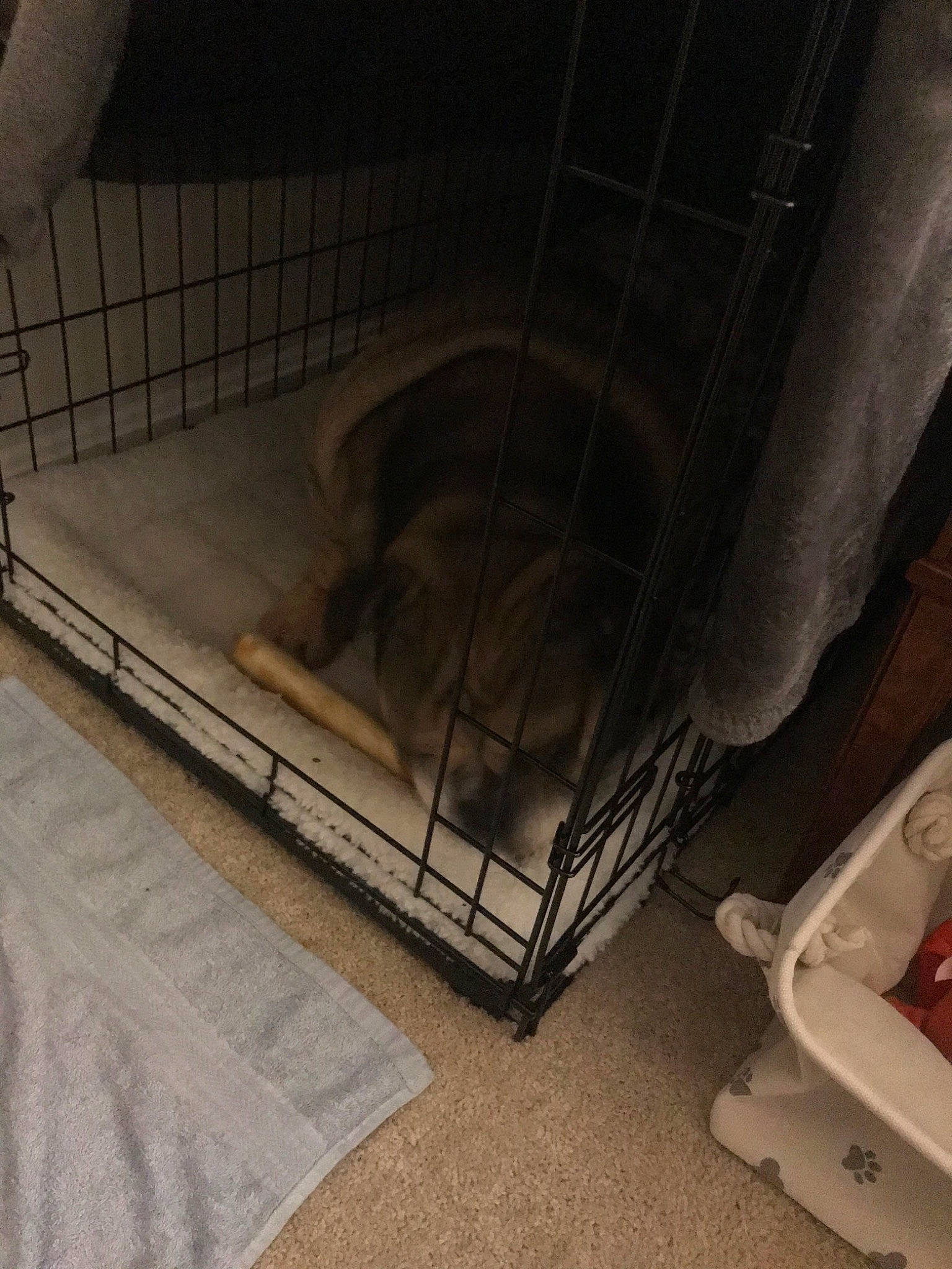 Peaches joined the competition — help win amazing prizes! architecture, cat, dog_crate, dog_supply, floor, flooring, furniture, room, tile