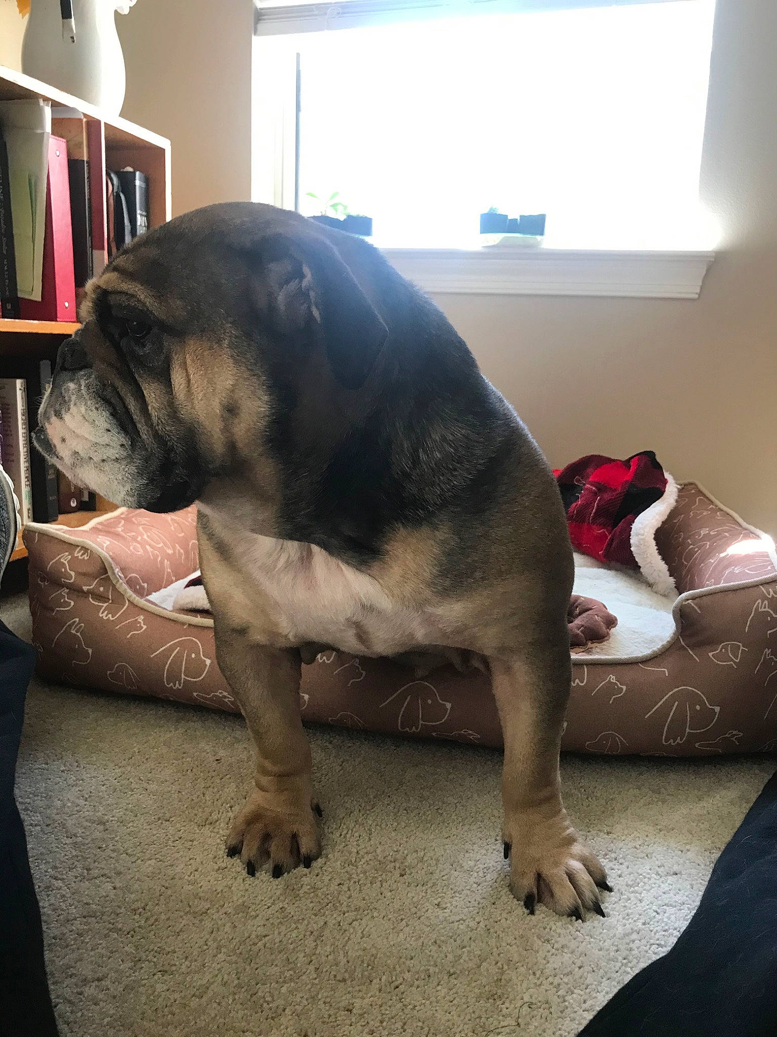 Peaches is registered to the contest to win money with this photo: american_bulldog, american_pit_bull_terrier, canidae, carnivore, companion_dog, dog, dog_breed, fawn, non_sporting_group, pit_bull, snout