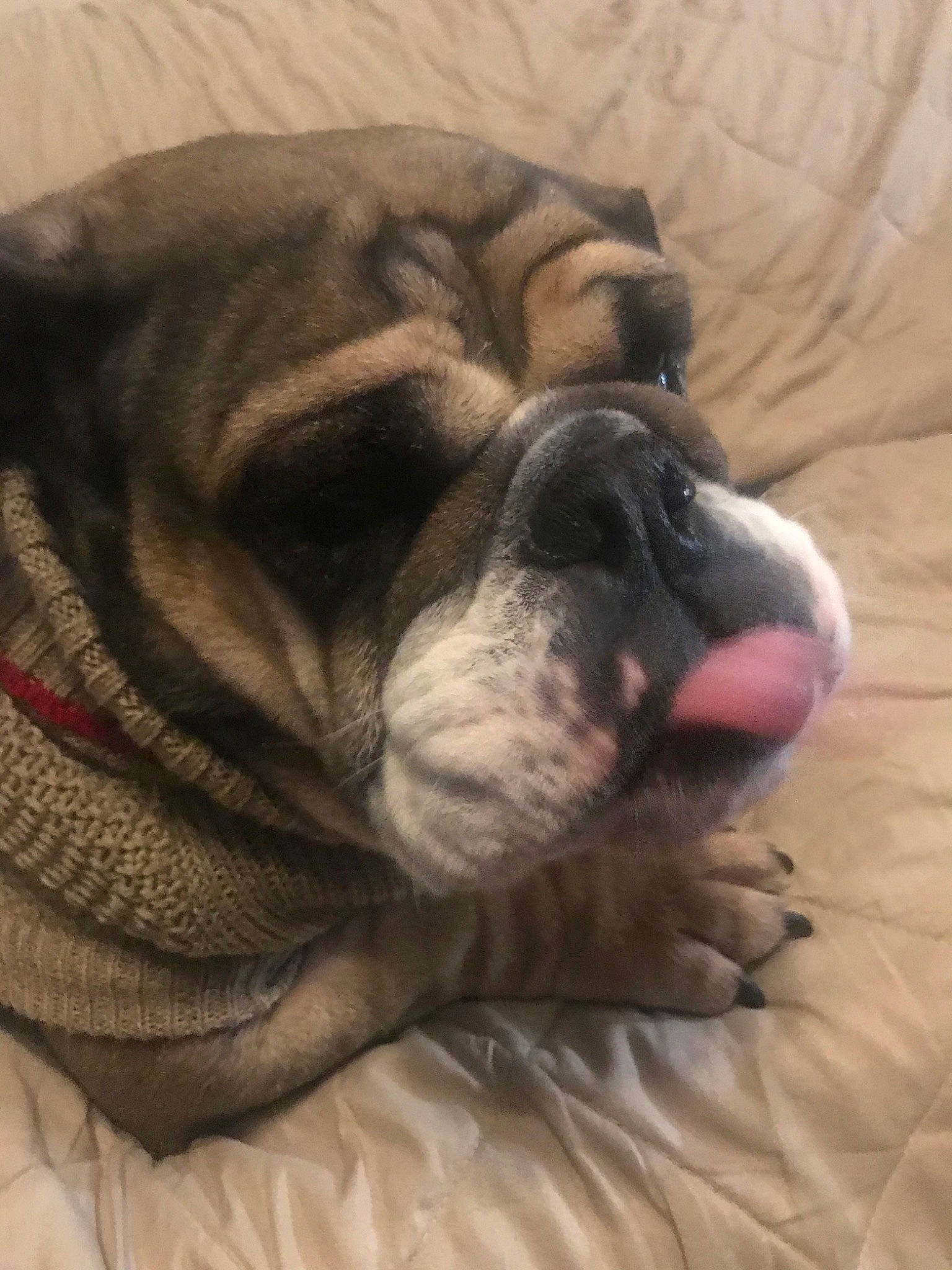 Peaches joined the competition — help win amazing prizes! australian_bulldog, british_bulldogs, bulldog, canidae, carnivore, companion_dog, dog, dog_breed, mammal, nap, non_sporting_group, nose, old_english_bulldog, olde_english_bulldogge, puppy, skin, sleep, snout, toy_bulldog, wrinkle