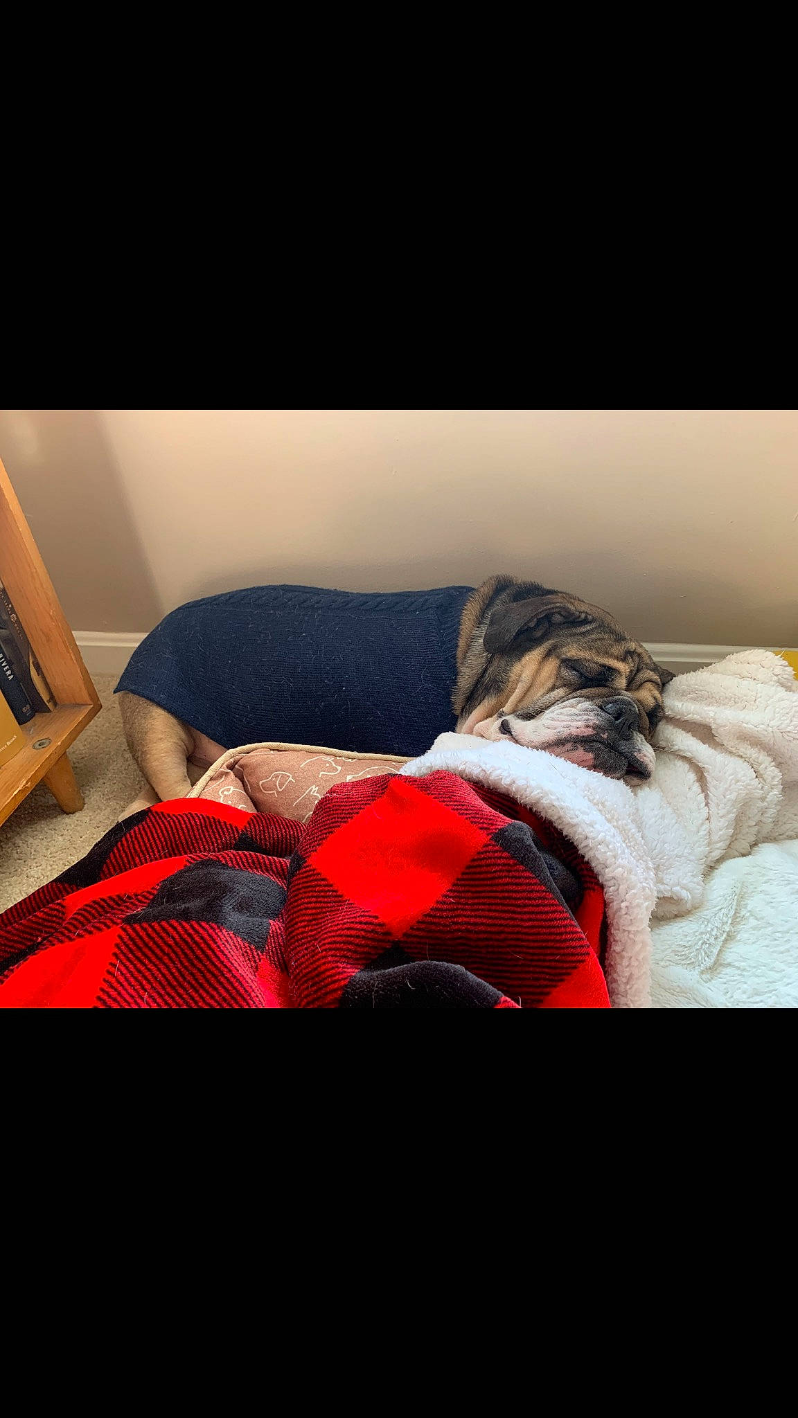 Peaches is registered to the contest to win money with this photo: bed, bed_sheet, bedding, bedroom, bedtime, blanket, comfort, duvet, flesh, furniture, linens, love, nap, photography, pillow, red, room, sky, sleep, textile