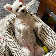 Ulka participe au concours pour gagner de l'argent avec cette photo : carpet, comfortable, cozy, curly_fur, cute, dog, ears_up, floor, home, indoor, looking_up, patterned_bed, pet, pet_bed, relaxed, small_dog, tennis_ball, toy, white, wooden_table