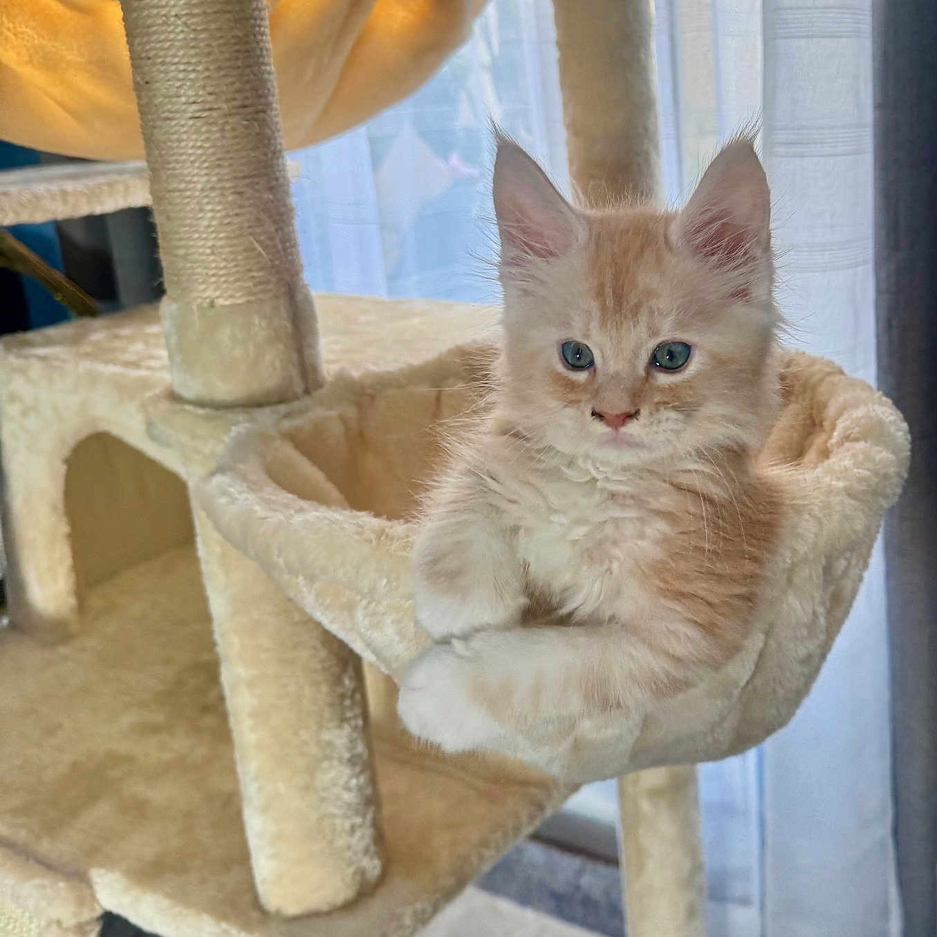 Cesar joined the competition — help win amazing prizes! kitten, cat, cat_tree, hammock, indoor, furniture, curtains, window, pet, fluffy, beige, cream_color, blue_eyes, relaxed, cozy, soft_lighting, cute, animal, young, curious