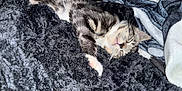 Romy is registered to the contest to win money with this photo: cat, tabby, sleeping, cozy, blanket, soft, fur, pet, animal, resting, indoor, cute, comfort, whiskers, paws, relaxed, nap, feline, warm, snuggled