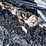 cat, tabby, sleeping, cozy, blanket, soft, fur, pet, animal, resting, indoor, cute, comfort, whiskers, paws, relaxed, nap, feline, warm, snuggled
