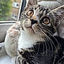 Romy is registered to the contest to win money with this photo: kitten, cat, tabby, close_up, whiskers, window, plush_toy, soft_toy, indoor, pet, animal, curious, young, feline, face, ears, eyes, nose, fur, cute
