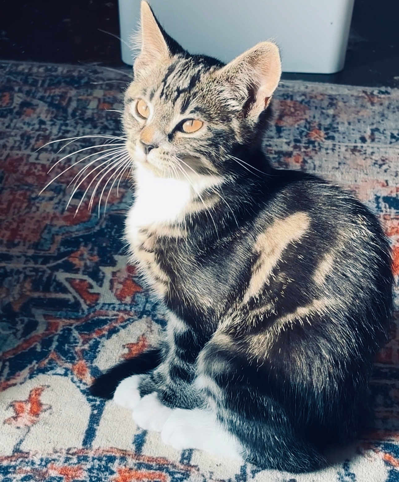Romy