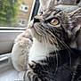 Romy is registered to the contest to win money with this photo: cat, tabby, close_up, profile, whiskers, fur, window, indoor, plush_toy, blurred_background, greenery, curious, pet, animal, looking_up, soft_light, domestic_cat, feline, house, cozy