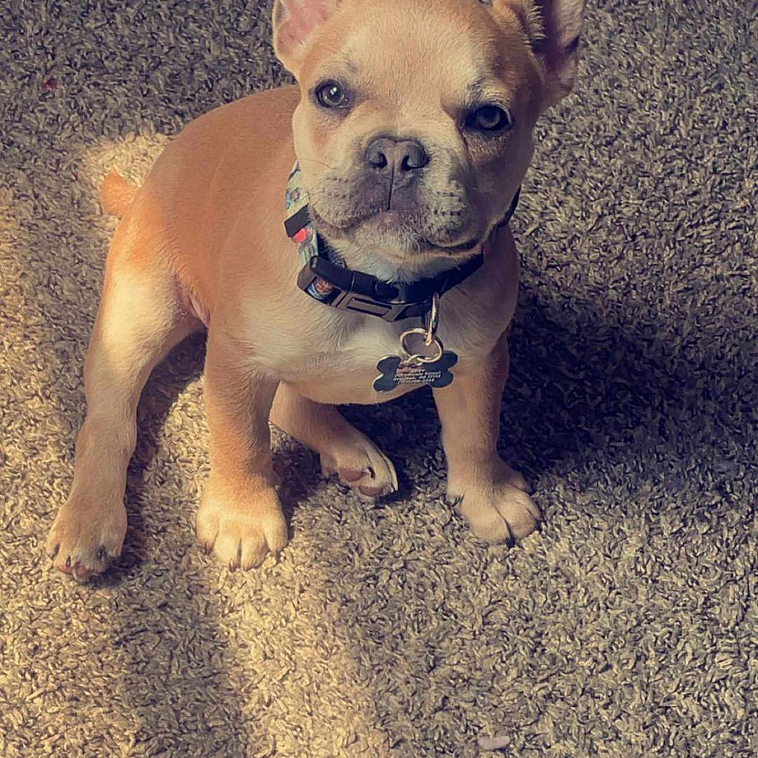 Ryry joined the competition — help win amazing prizes! adorable, animal, carpet, collar, companion, cute, dog, ears, french_bulldog, fur, indoor, light, looking, pet, puppy, shadow, sitting, small, tag, young