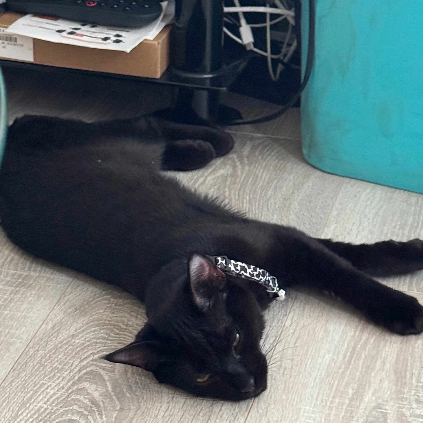 Ash is registered to the contest to win money with this photo: accessories, animal, blackcat, canine, cat, computer, couch, dog, electronics, furniture, indoors, jewelry, kitten, laptop, pc, person, pet, remotecontrol, table, wood