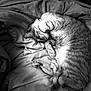 animal, blanket, cat, closeup, comfort, cozy, cute, fur, home, indoor, monochrome, nap, paw, peaceful, pet, relaxing, resting, sleeping, soft, striped