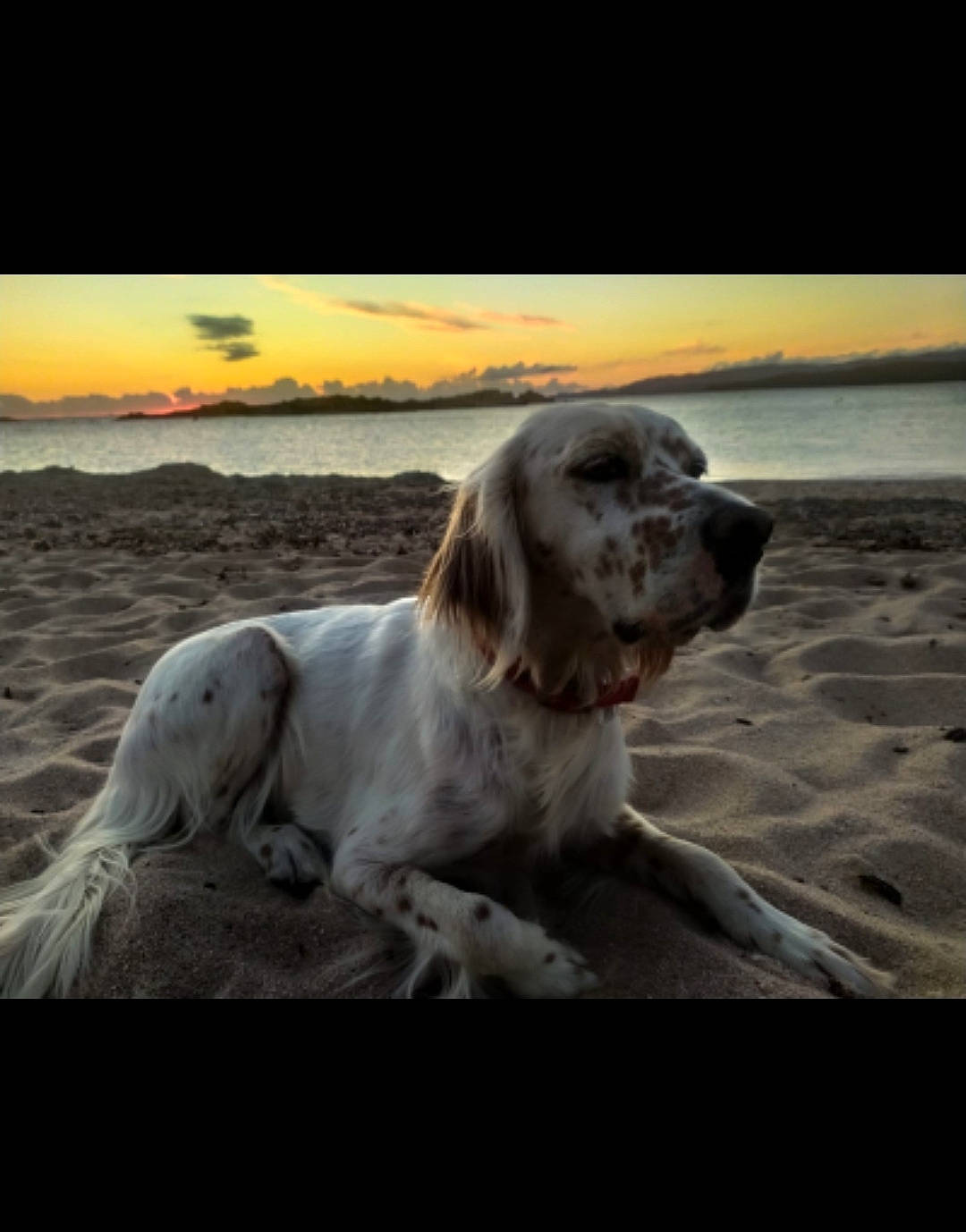 Ombra a rejoint le concours — aidez-le/la à gagner de superbes lots ! art, beach, canidae, carnivore, cloud, companion_dog, dog, dog_breed, evening, gun_dog, horizon, ocean, sea, sky, sporting_group, water, wind_wave